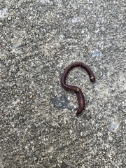 Lumbricus