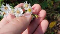 Symphyotrichum pilosum pilosum
