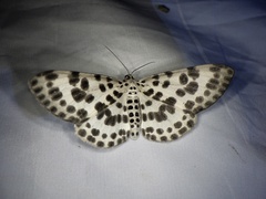 Antipercnia albinigrata