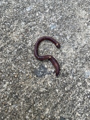 Lumbricus