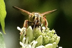 Tachytes guatemalensis