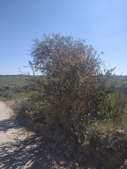Vachellia schaffneri
