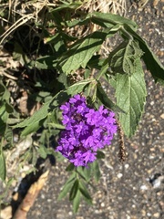 Verbena rigida