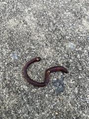 Lumbricus