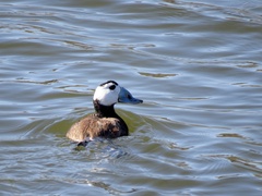 Oxyura leucocephala