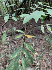 Sapindus mukorossi