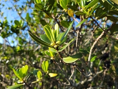 Myrsine parvifolia