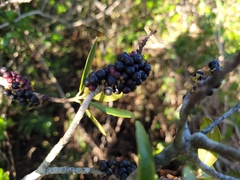 Myrsine parvifolia