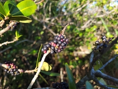 Myrsine parvifolia