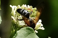 Tachytes guatemalensis