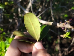 Myrsine parvifolia