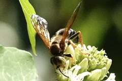 Tachytes guatemalensis