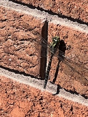 Aeshna canadensis