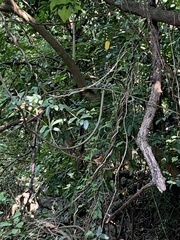 Copsychus malabaricus