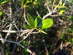 Myrsine parvifolia