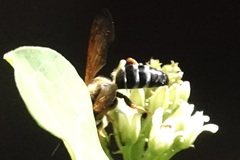 Tachytes guatemalensis