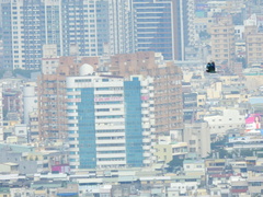 Eurystomus orientalis