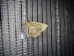 Cabera griseolimbata