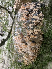 Cerrena zonata