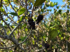 Myrsine parvifolia