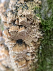 Cerrena zonata