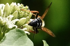 Tachytes guatemalensis