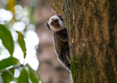 Callithrix geoffroyi