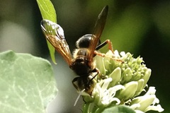 Tachytes guatemalensis