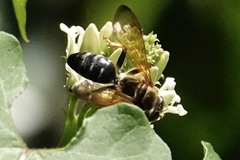 Tachytes guatemalensis
