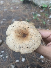 Lepiota rubrotinctoides