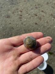 Papawera zelandiae