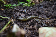 Desmognathus fuscus