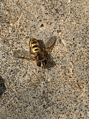 Metasyrphus