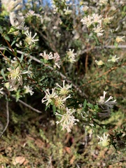 Pimelea linifolia linifolia