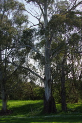 Eucalyptus viminalis