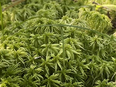 Sphagnum girgensohnii