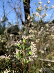 Pimelea linifolia linifolia