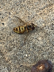 Metasyrphus