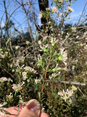 Pimelea linifolia linifolia