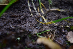 Desmognathus fuscus