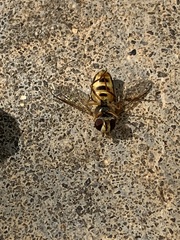 Metasyrphus