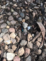 Diamma bicolor