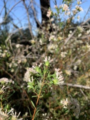 Pimelea linifolia linifolia