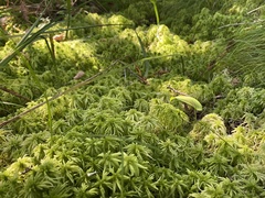 Sphagnum girgensohnii