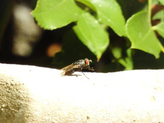 Musca domestica