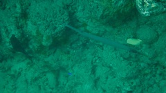 Aulostomus chinensis