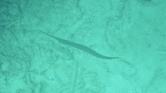 Aulostomus chinensis