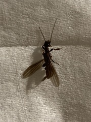 Embioptera