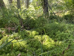 Sphagnum girgensohnii