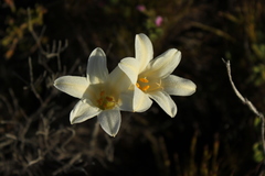 Cyrtanthus loddigesianus